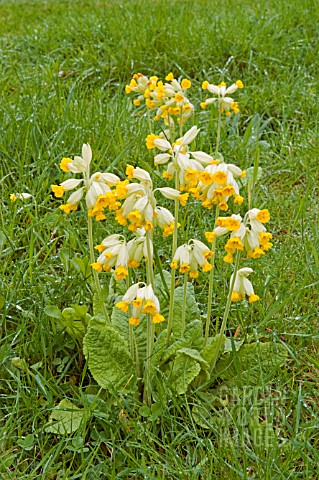 COWSLIPS_IN_THE_MEADOW_AT_WAKEFIELDS_GARDEN