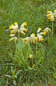 COWSLIPS IN THE MEADOW AT WAKEFIELDS GARDEN