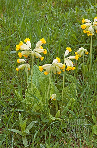 COWSLIPS_IN_THE_MEADOW_AT_WAKEFIELDS_GARDEN