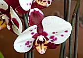 DORITAENOPSIS I-HSIN BLACK JACK