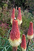 KNIPHOFIA CAULESCENS