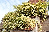 ROSA BANKSIAE LUTEA GROWING ON THE BUTTRESS AT WAKEFIELDS GARDEN