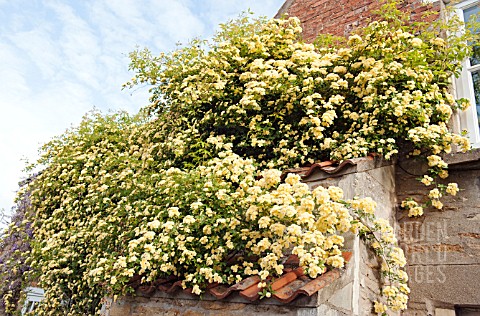 ROSA_BANKSIAE_LUTEA_GROWING_ON_THE_BUTTRESS_AT_WAKEFIELDS_GARDEN