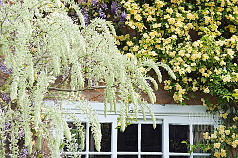 WHITE_WISTERIA_AGAINST_BANKSIAN_ROSE_AND_WISTERIA_SINENSIS