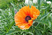 PAPAVER ORIENTALE SAFFRON