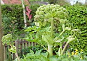 ANGELICA ARCHANGELICA AT WAKEFIELDS GARDEN