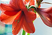 HIPPEASTRUM ROYAL RED