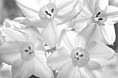 NARCISSUS PAPERWHITE