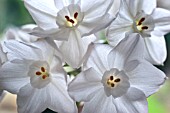 NARCISSUS PAPERWHITE