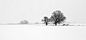 OAKS IN SNOW AT HACONBY FEN