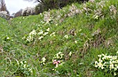 GRASSY BANK WITH PRIMULA VULGARIS