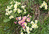 GRASSY BANK WITH PRIMULA VULGARIS