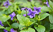 COMMON VIOLET, VIOLA RIVINIANA