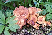 FUNGI GROWING ON WOODLAND FLOOR IN SPRING