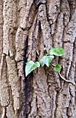 IVY TWIG GROWING ON AN OAK TRUNK