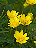 RANUNCULUS FICARIA,  LESSER CELANDINE