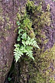 YOUNG FERN GROWING IN CLEFT OF A TREE TRUNK