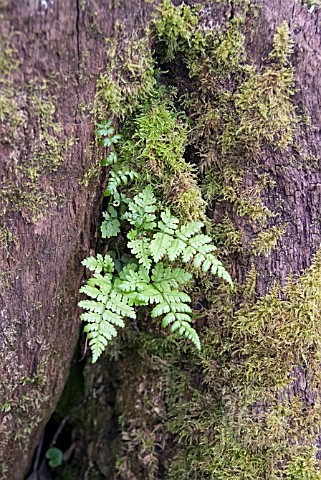 YOUNG_FERN_GROWING_IN_CLEFT_OF_A_TREE_TRUNK