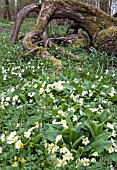 PRIMROSES BY A FALLEN OAK