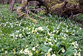 PRIMROSES ON A WOODLAND FLOOR