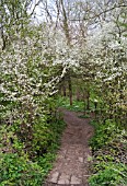 ENTRANCE TO ELSEA WOOD THROUGH NATURAL BLACKTHORN ARCH