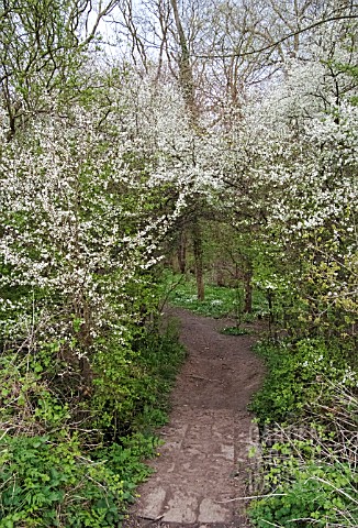 ENTRANCE_TO_ELSEA_WOOD_THROUGH_NATURAL_BLACKTHORN_ARCH