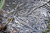 ICE CRYSTALS ON GARDEN POND