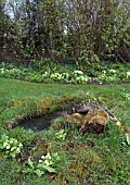 SPRING WOODLAND GARDEN AT WAKEFIELDS, SHOWING LOG PILE AND MICRO-POND
