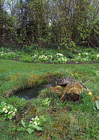SPRING_WOODLAND_GARDEN_AT_WAKEFIELDS_SHOWING_LOG_PILE_AND_MICROPOND