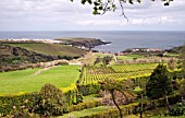 VIEW TO PONTA FORMOSA FROM PORTO FORMOSO TEA PLANTATION, AZORES