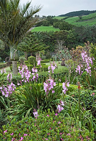 GARDENS_AT_NORDESTE_AZORES_WITH_WATSONIAS_IN_FOREGROUND