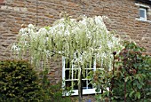 WISTERIA TRAINED AS A TREE AT WAKEFIELDS GARDEN