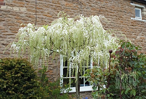 WISTERIA_TRAINED_AS_A_TREE_AT_WAKEFIELDS_GARDEN