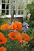 PAPAVER ORIENTAL SAFFRON WITH IRIS JANE PHILLIPS AND WHITE WISTERIA