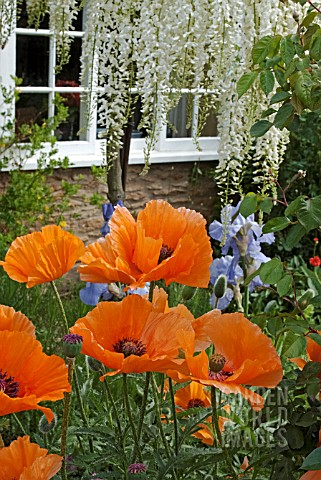 PAPAVER_ORIENTAL_SAFFRON_WITH_IRIS_JANE_PHILLIPS_AND_WHITE_WISTERIA