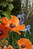 PAPAVER ORIENTAL SAFFRON WITH IRIS JANE PHILLIPS AND WHITE WISTERIA