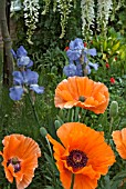 PAPAVER ORIENTAL SAFFRON WITH IRIS JANE PHILLIPS AND WHITE WISTERIA