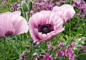 PAPAVER ORIENTALE WITH PINK COLUMBINES AND NECTAROSCORDUM IN COLOUR-CO-ORDINATED PLANTING