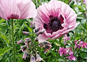 PAPAVER ORIENTALE WITH PINK COLUMBINES AND NECTAROSCORDUM IN COLOUR-CO-ORDINATED PLANTING