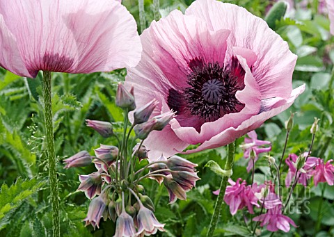 PAPAVER_ORIENTALE_WITH_PINK_COLUMBINES_AND_NECTAROSCORDUM_IN_COLOURCOORDINATED_PLANTING