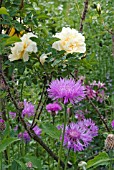 CENTAUREA HYPOLEUCA WITH ROSA RUGOSA AGNES