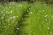 MEADOW IN LATE SPRING