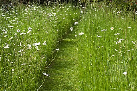 MEADOW_IN_LATE_SPRING