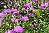 CENTAUREA HYPOLEUCA WITH EUPHORBIA CORNIGERA