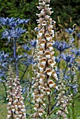 DIGITALIS LANATA AND ERYNGIUM COBALT STAR