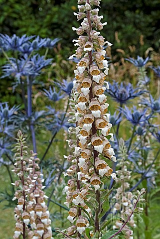 DIGITALIS_LANATA_AND_ERYNGIUM_COBALT_STAR