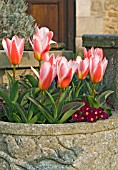 TULIPA KUFMANNIANA GROUP HEARTS DELIGHT