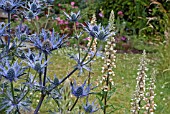 DIGITALIS LANATA AND ERYNGIUM COBALT STAR WITH DIGALIS LANATA