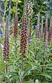 DIGITALIS PAUCIFLORA