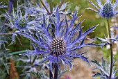 ERYNGIUM COBALT STAR CLOSE-UP OF FLOWERS